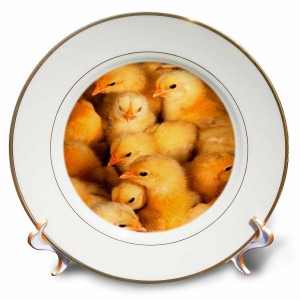 3dRose Baby Chicks, Porcelain Plate, 8-inch   